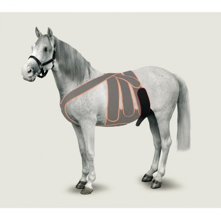 CORREA DE ESCROTO EQUINO TALLA M