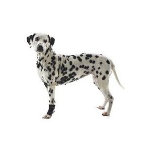 PROTECTEUR CARPIEN CHIEN REHAB KRUUSE T-M - Equinvest