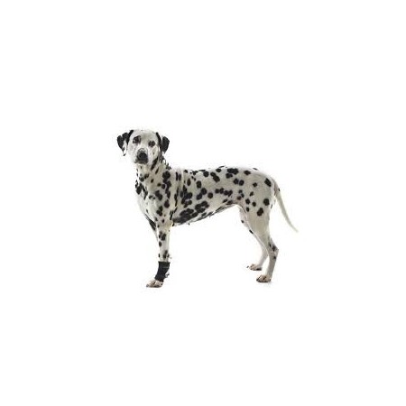PROTECTEUR CARPIEN CHIEN REHAB KRUUSE T-M - Equinvest