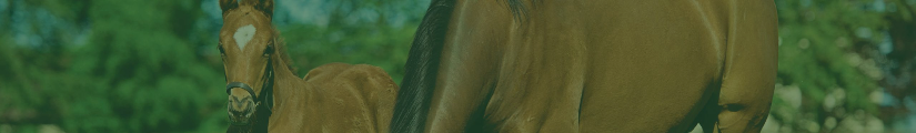 CRÍA Y DESARROLLO ESQUELÉTICO